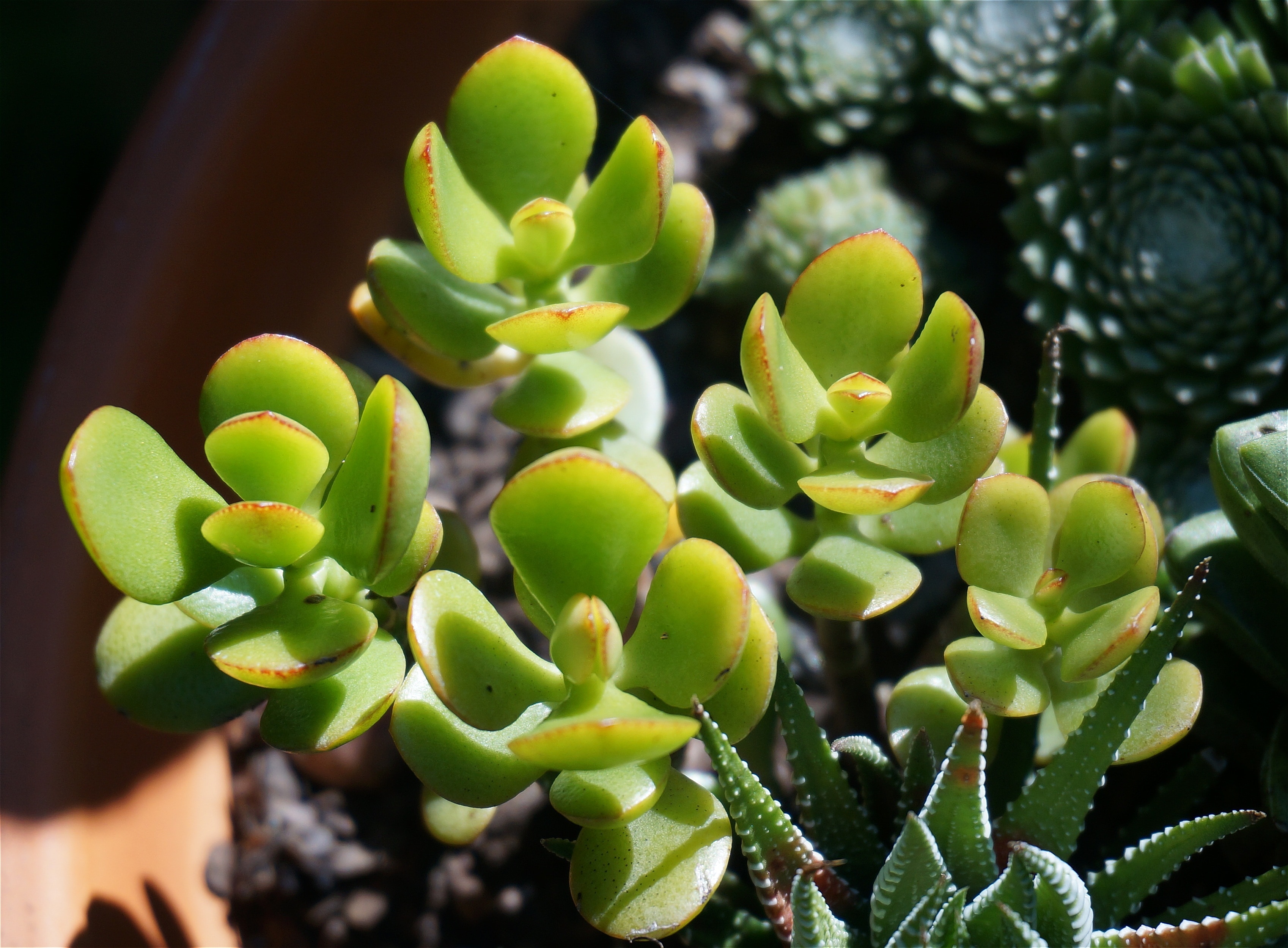 Container Plant, Succulent, Jade Plant, green color, growth