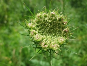 green pink queen anne's lace flower thumbnail