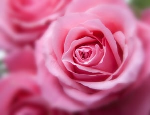 pink rose flower thumbnail