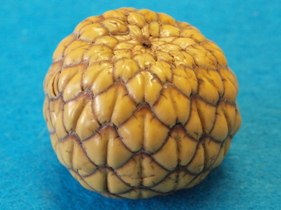 yellow round fruit preview