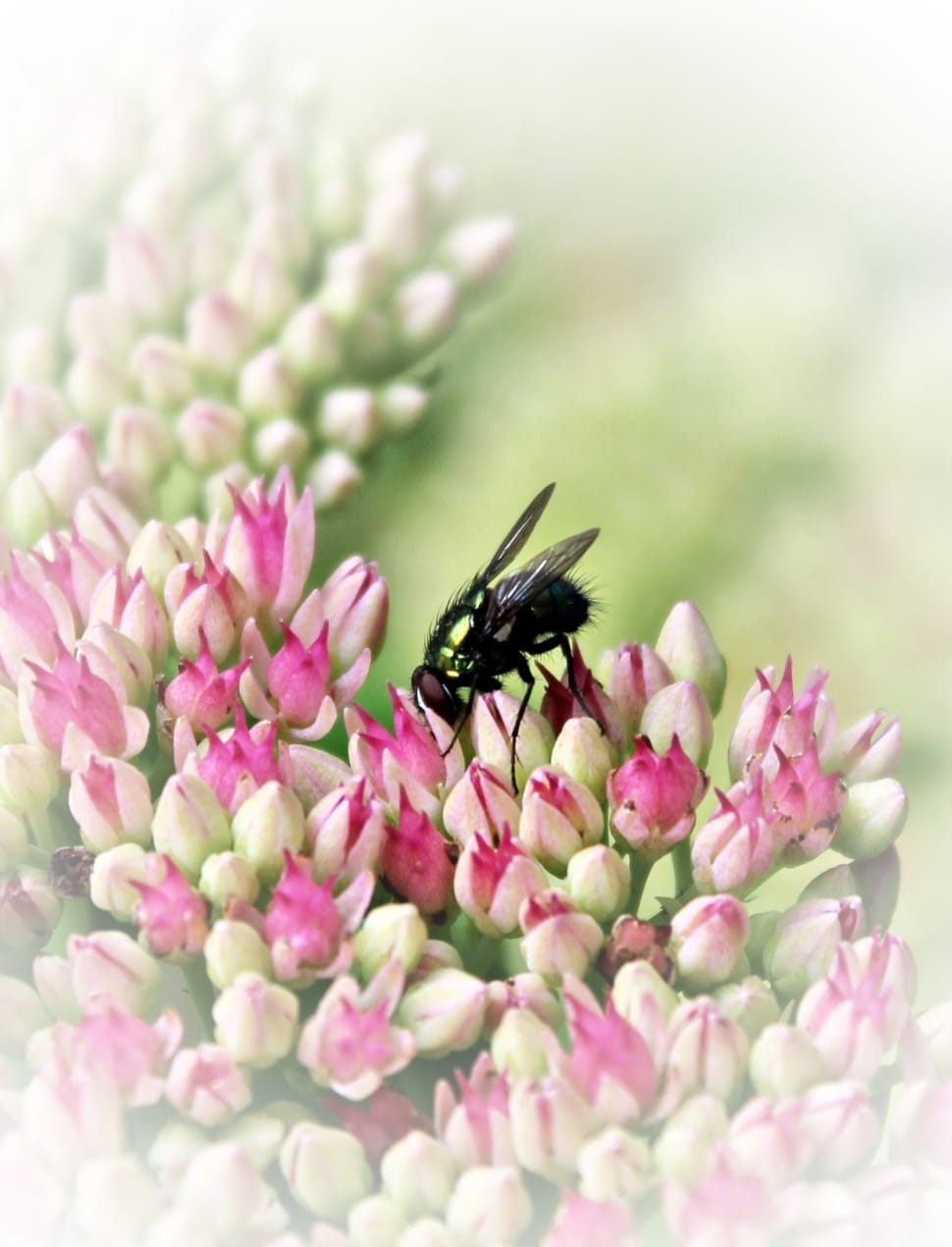 blowfly and pink flowers preview