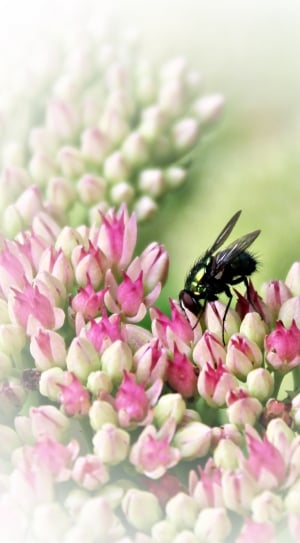 blowfly and pink flowers thumbnail