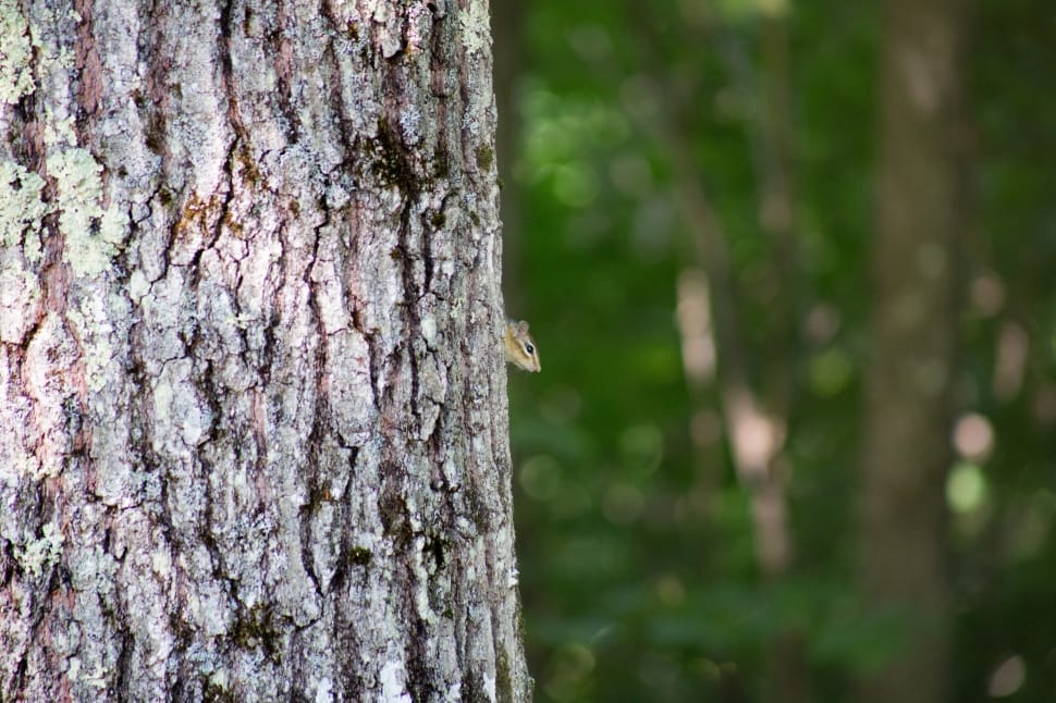 selective focus of photography of wood trunk preview