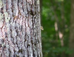selective focus of photography of wood trunk thumbnail