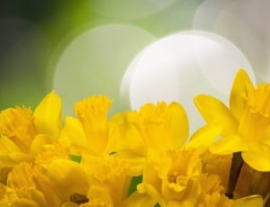 yellow daffodils in bloom close-up photo thumbnail