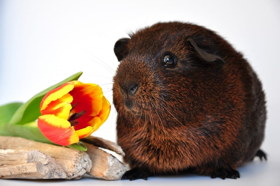 black and brown guinea pig and orange and yellow petaled flower preview