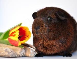 black and brown guinea pig and orange and yellow petaled flower thumbnail