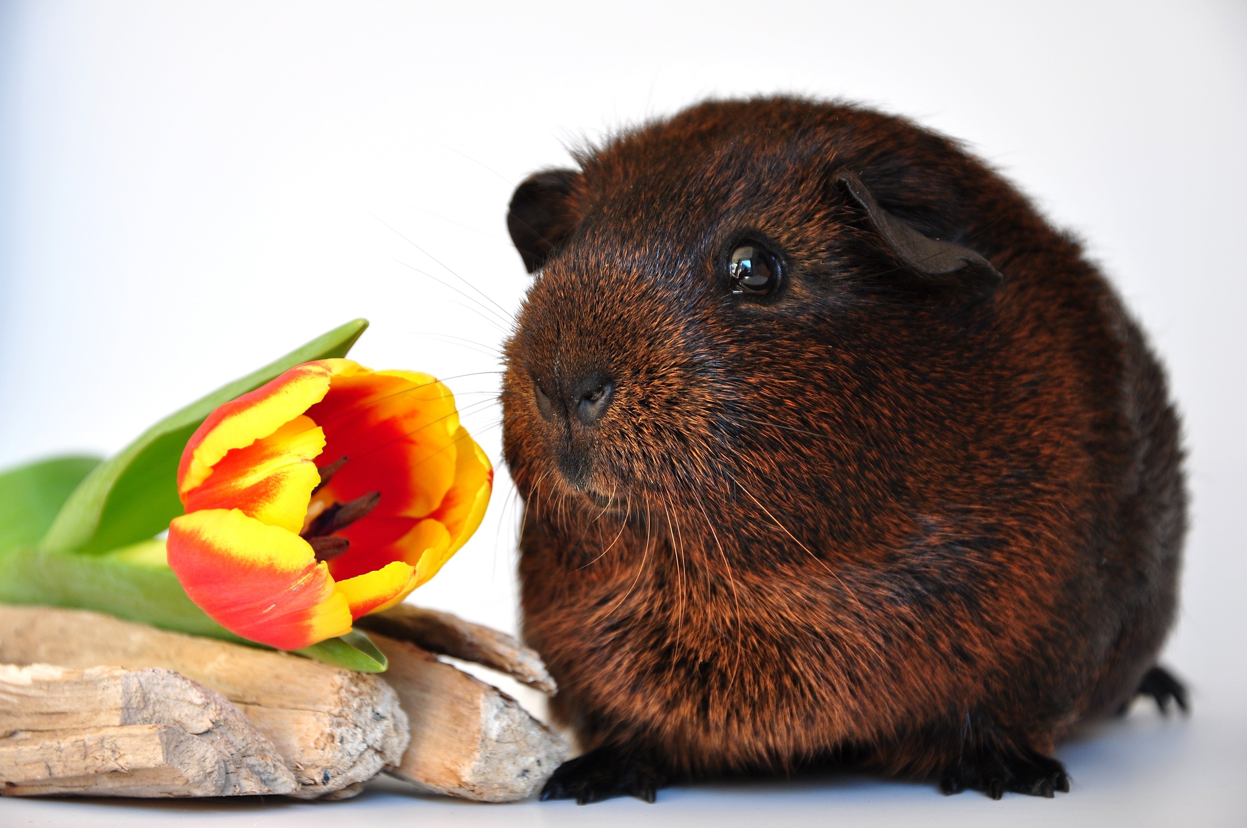 black and brown guinea pig and orange and yellow petaled flower