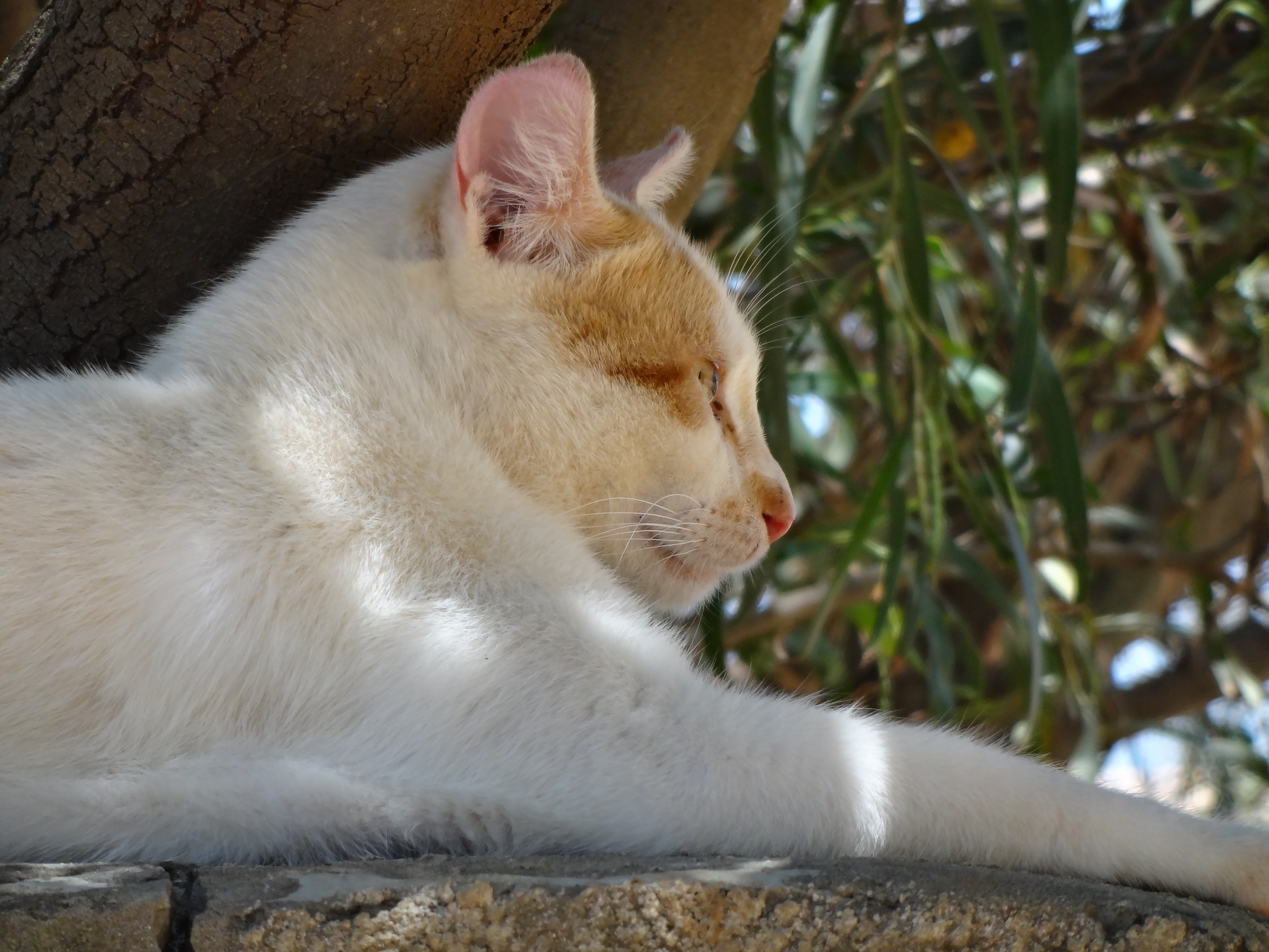 white short fur cat