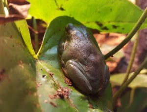 brown and green frog thumbnail