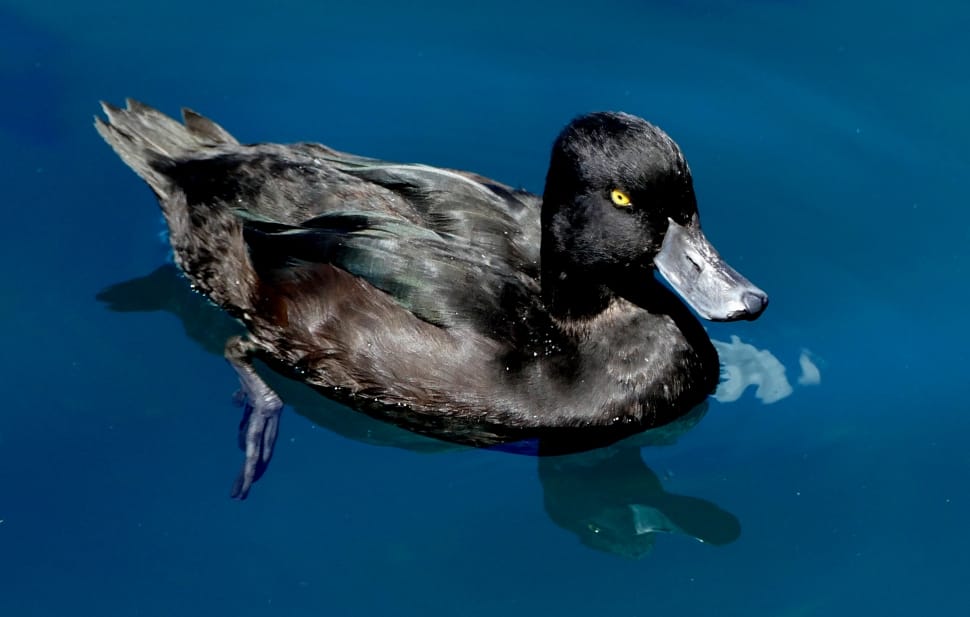 New Zealand scaup preview