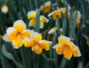 3 yellow and white petaled flowers thumbnail