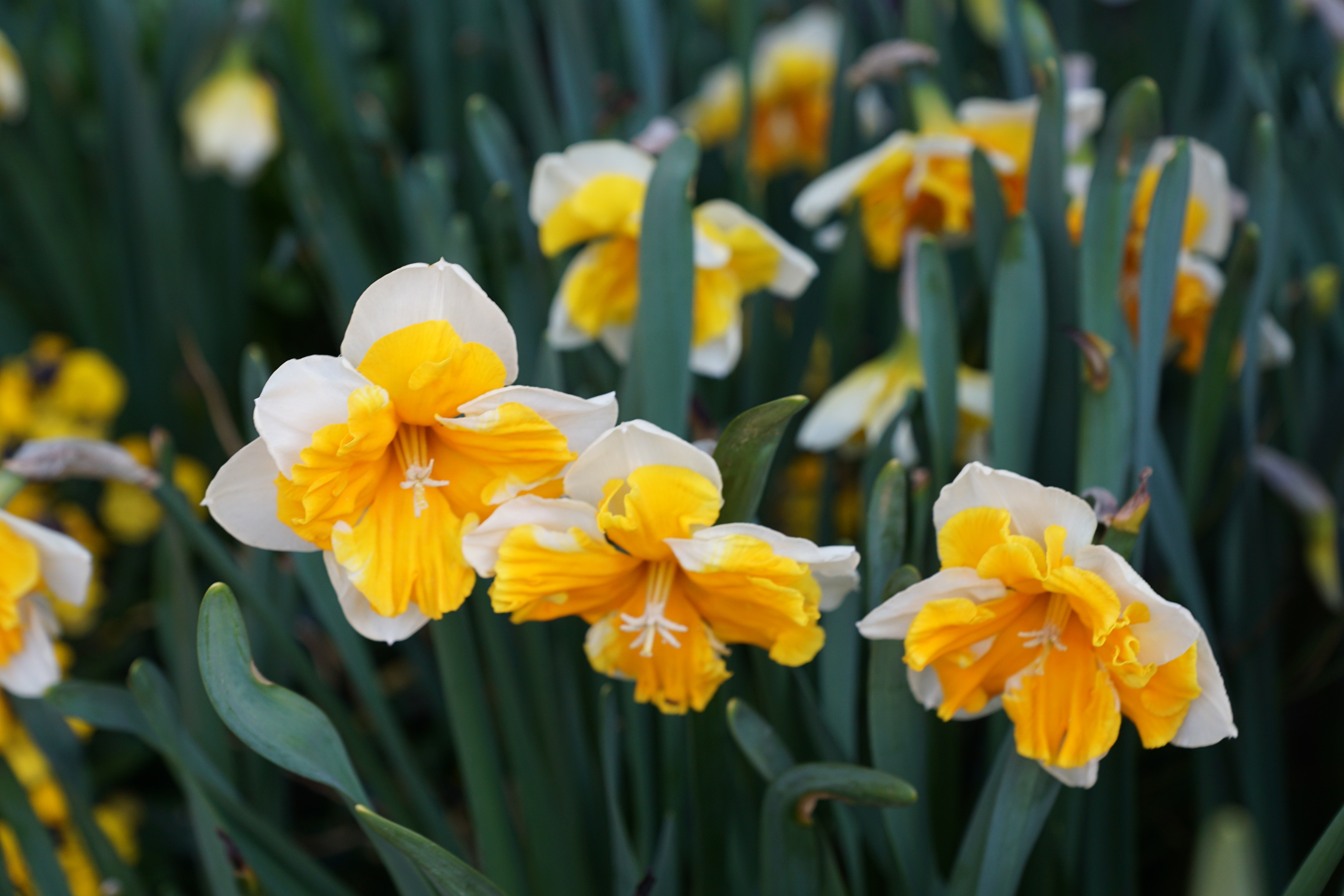 3 yellow and white petaled flowers