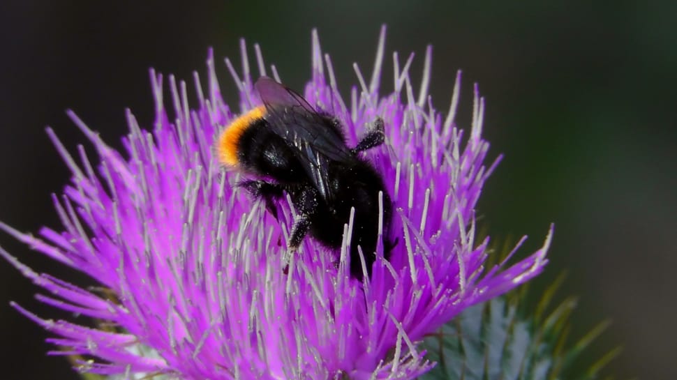 Hummel, Thistle Flower, Pointed Flower, purple, one animal preview