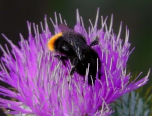 Hummel, Thistle Flower, Pointed Flower, purple, one animal thumbnail