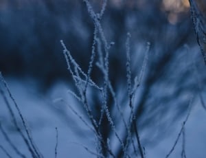 snow covered grey plants thumbnail