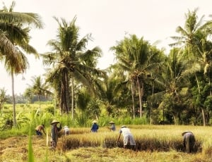 green grass field with coconut trees thumbnail