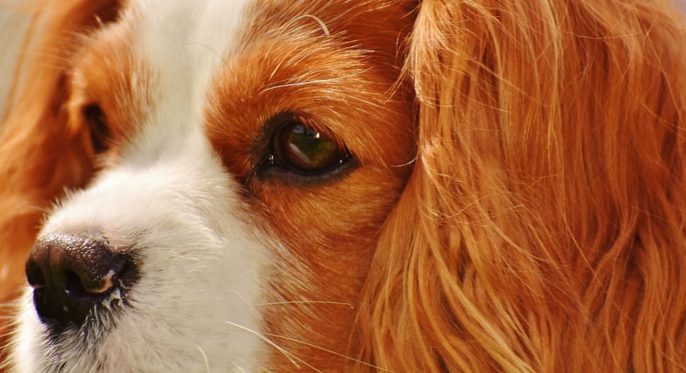 white and red cavalier king charles spaniel preview