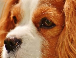 white and red cavalier king charles spaniel thumbnail
