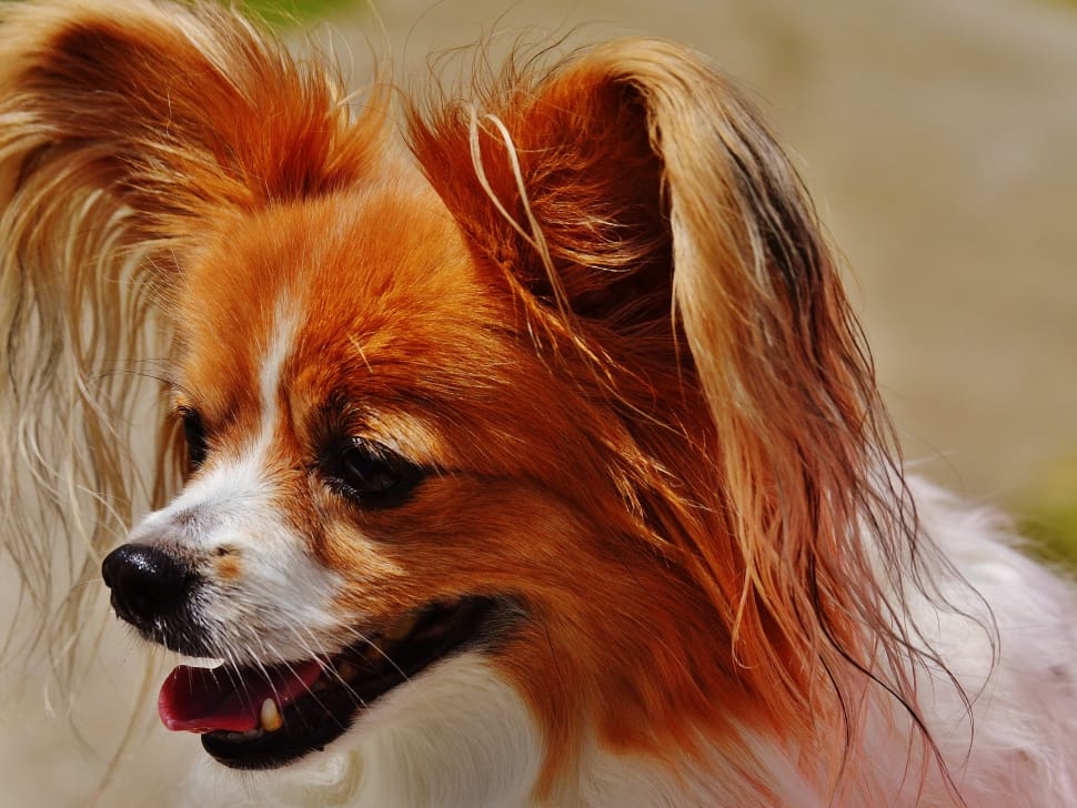 tan and white papillon preview