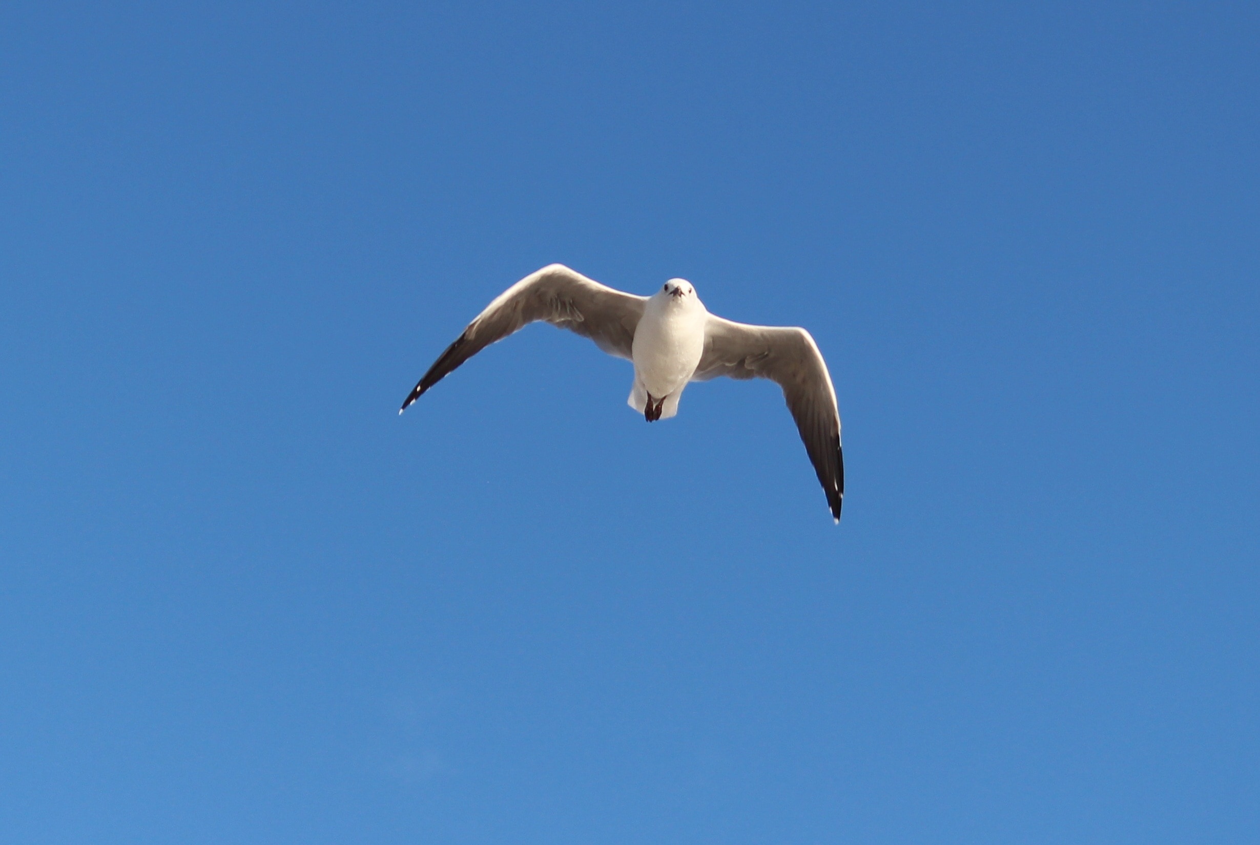 white and grey seagull