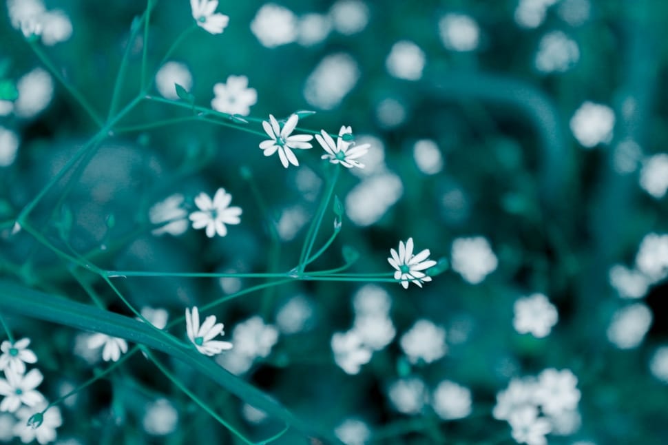 white flower in tilt shift photography preview