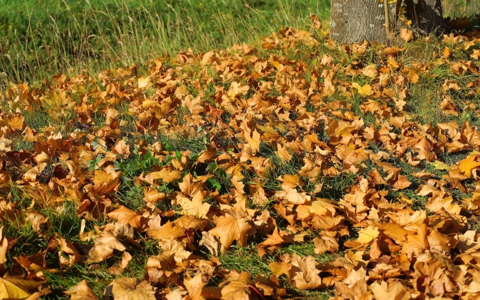 Leaves, Autumn, Forest, Forest Floor, agriculture, nature preview