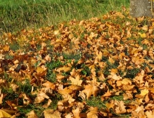 Leaves, Autumn, Forest, Forest Floor, agriculture, nature thumbnail