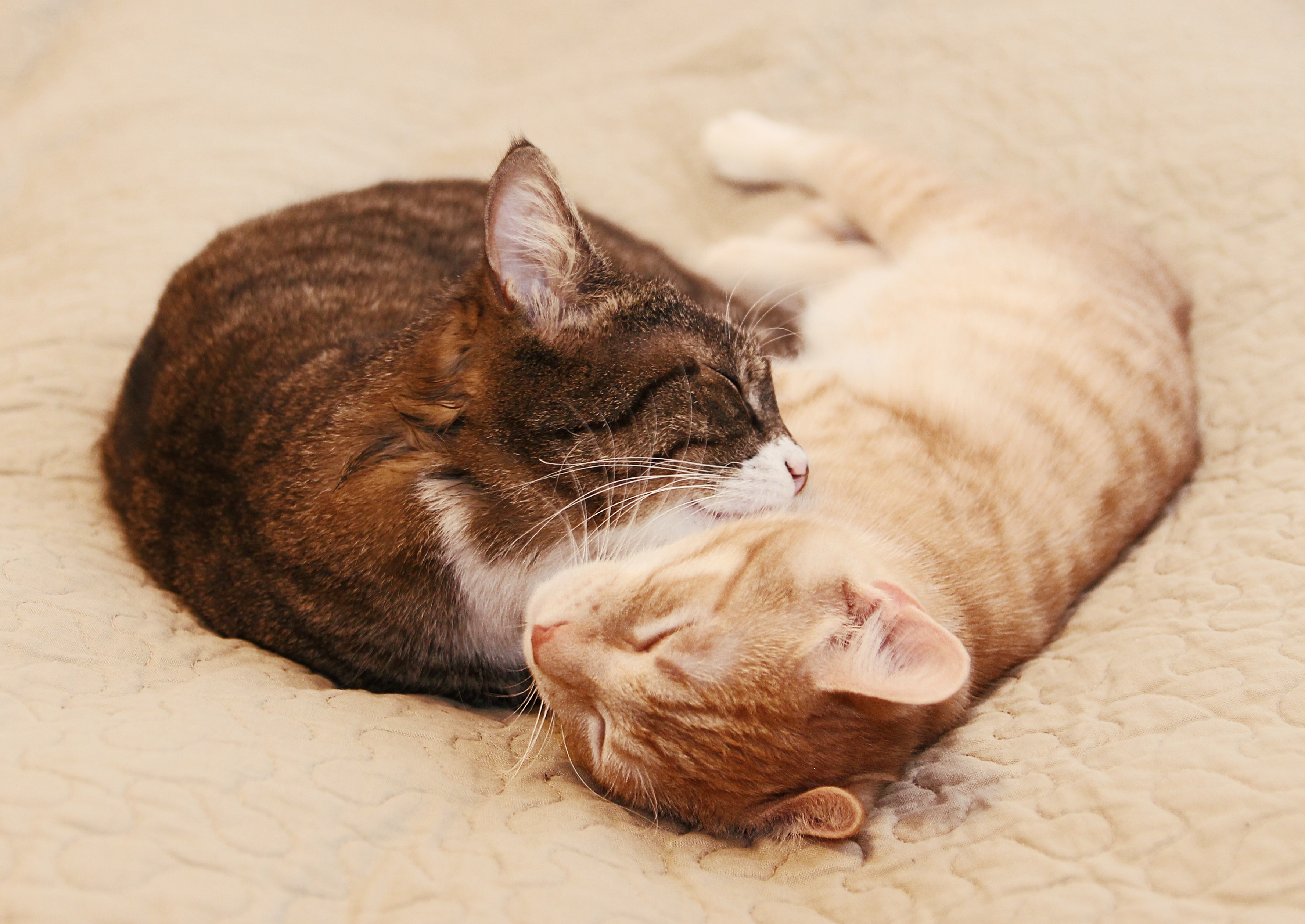 Snuggle cats