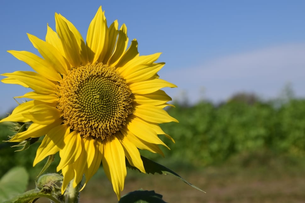 close up photo of sunflower in bloom preview