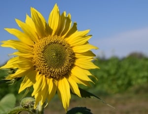 close up photo of sunflower in bloom thumbnail