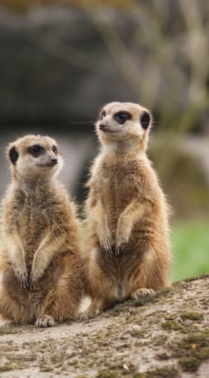 Alert, Together, Meeting, Meerkat, meerkat, animal wildlife thumbnail
