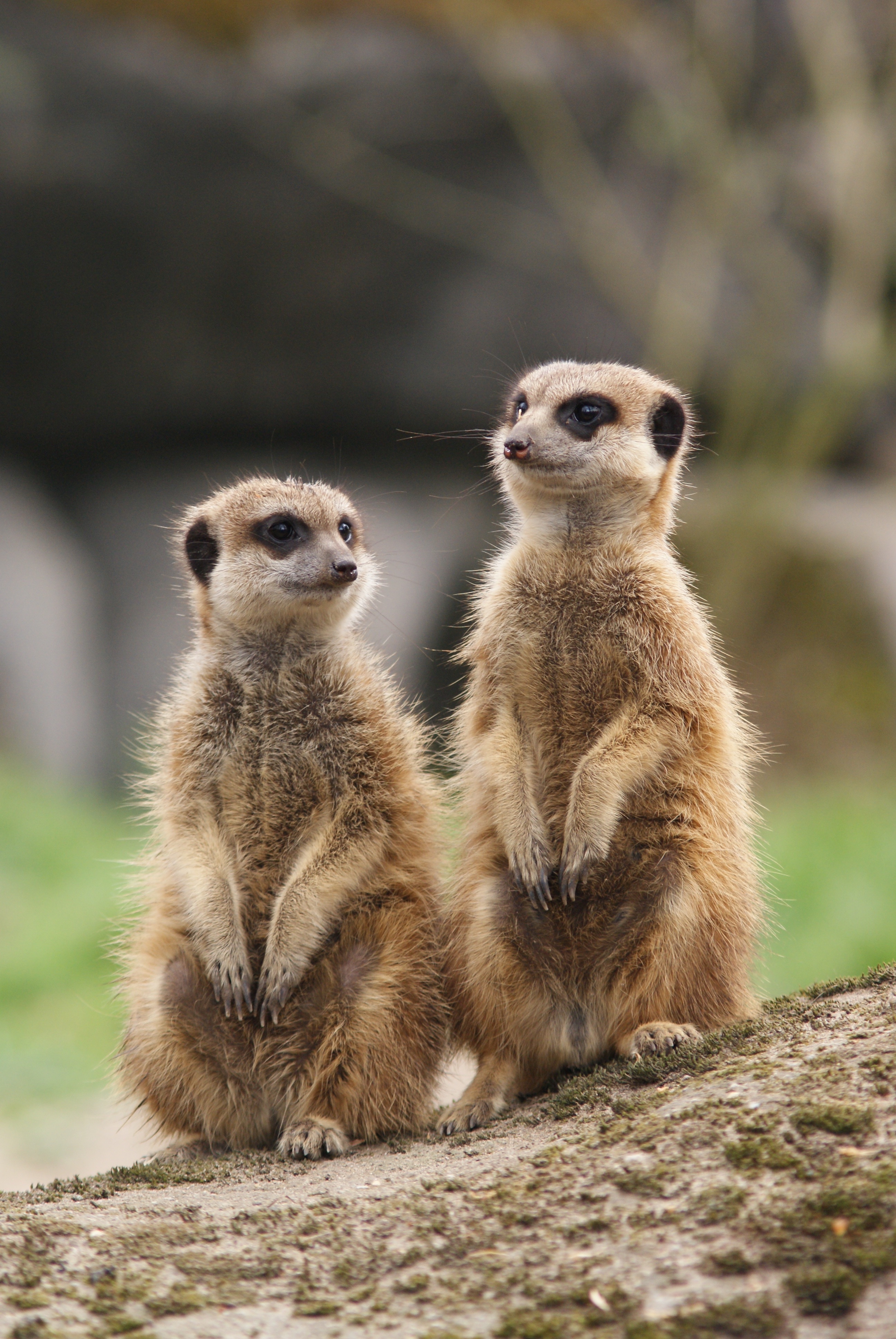 Alert, Together, Meeting, Meerkat, meerkat, animal wildlife