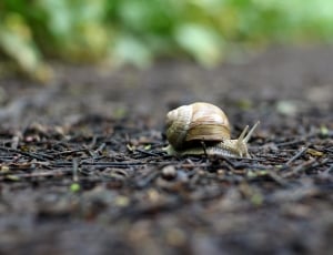 Forest, Snail, Ground, Nature, Shell, one animal, animal themes thumbnail