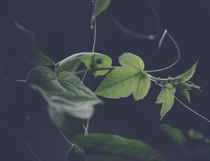 green leaf plant at nighttime thumbnail