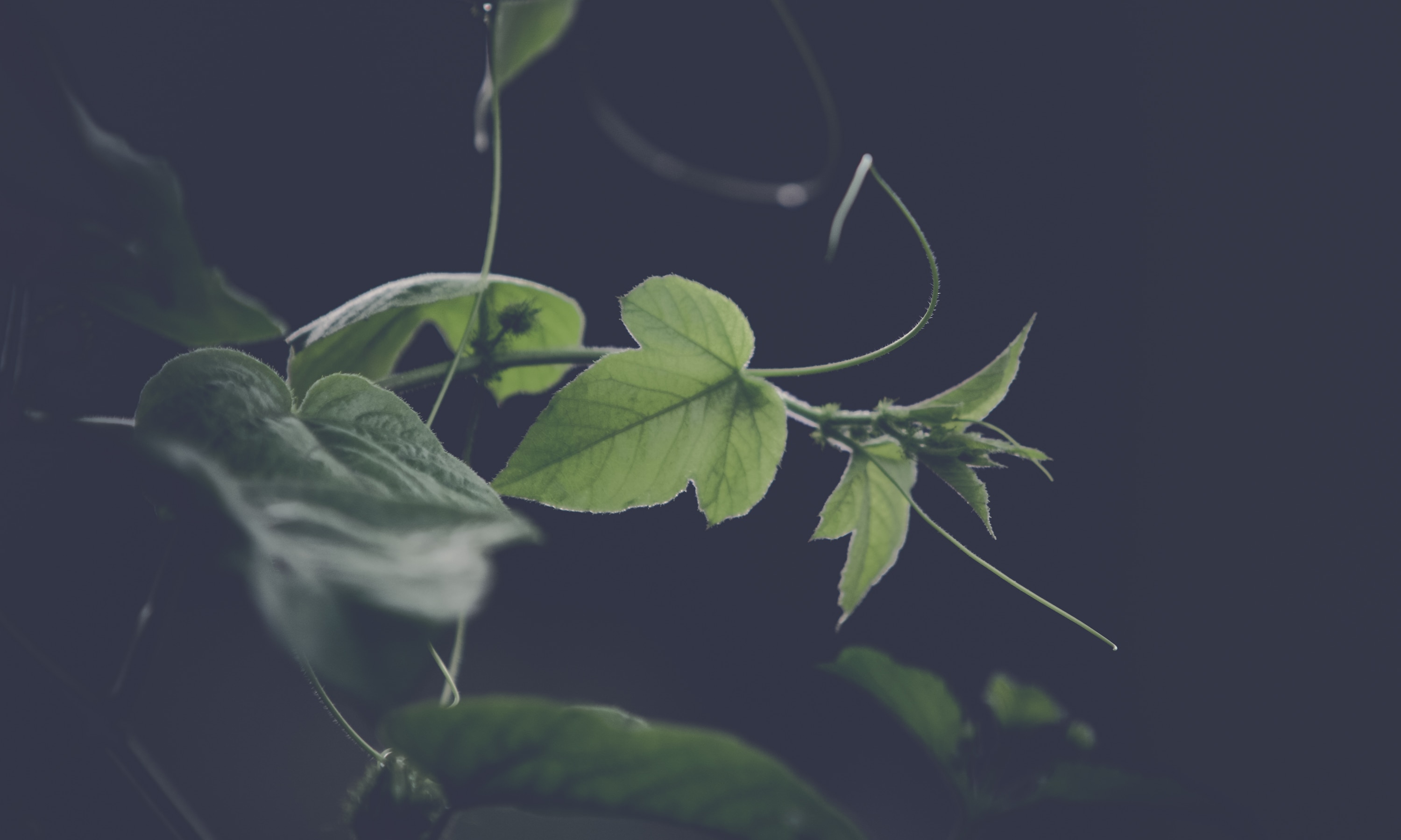 green leaf plant at nighttime