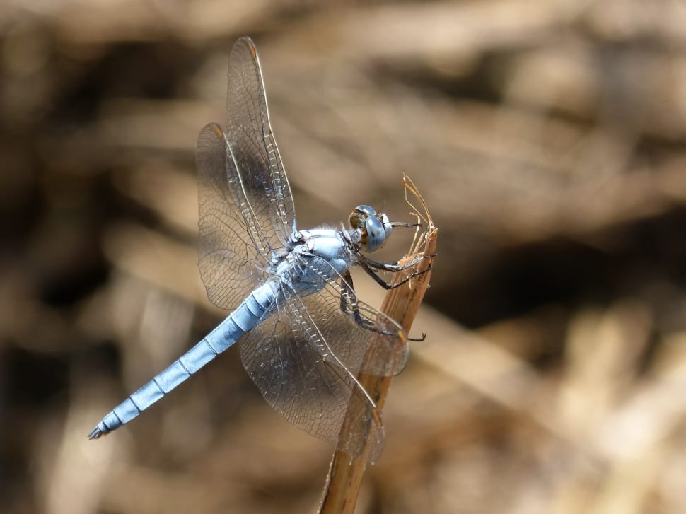 blue dragonfly closeup photography preview