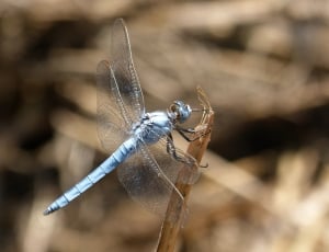 blue dragonfly closeup photography thumbnail