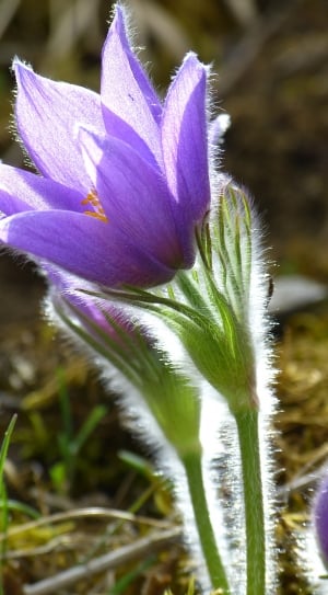 purple petal flower macro photography thumbnail