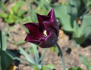 dark pink tulip thumbnail