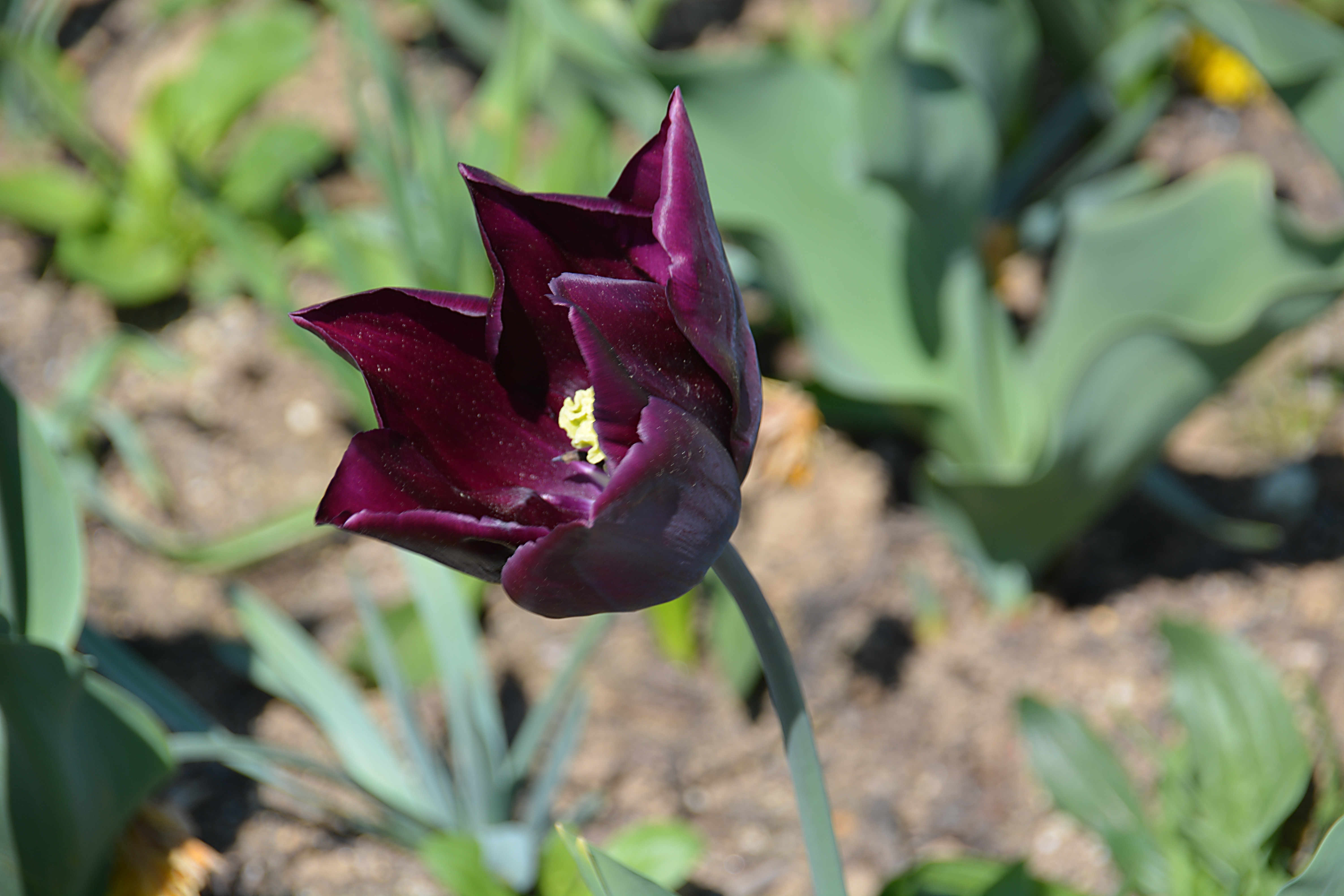 dark pink tulip
