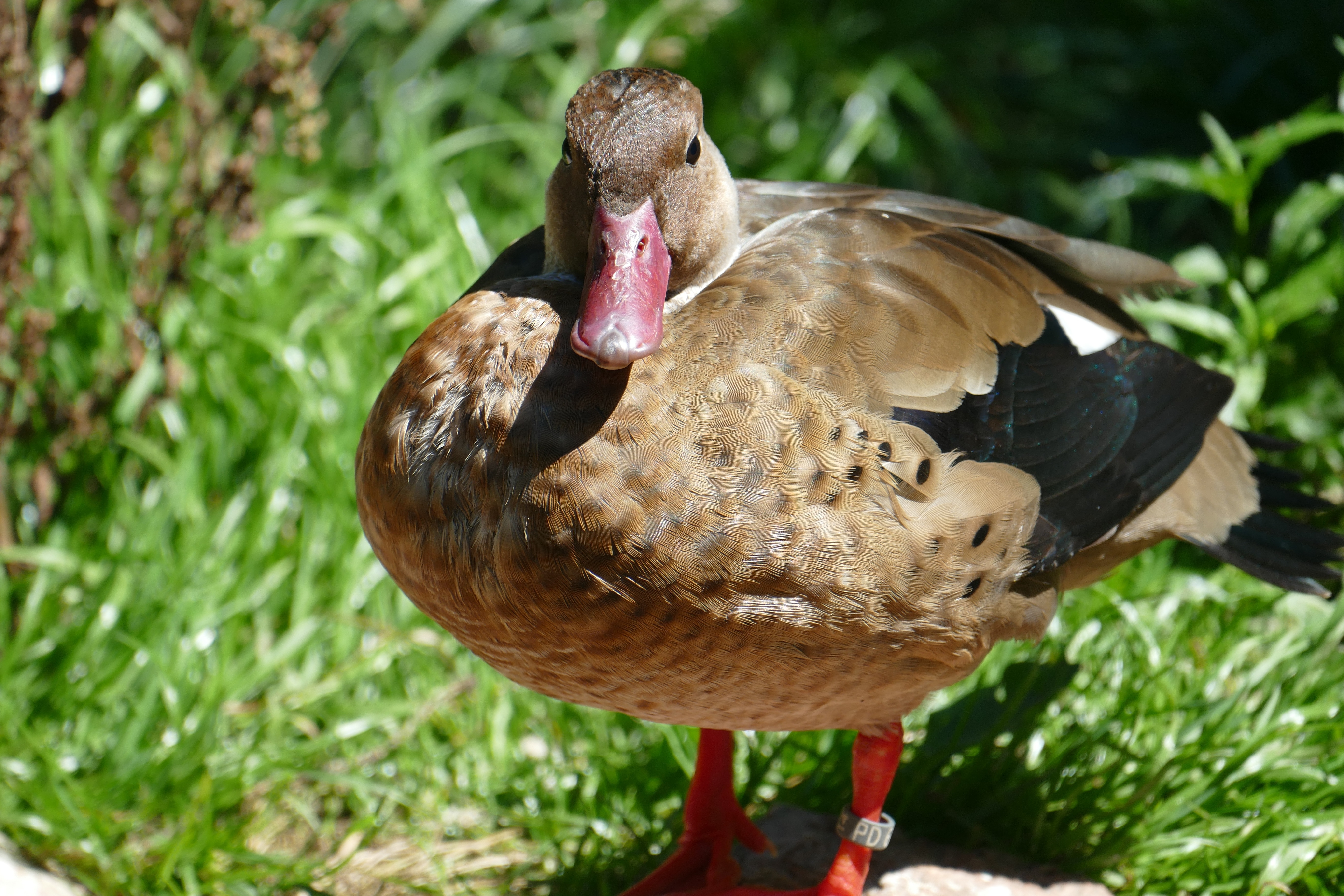 brown and black duck