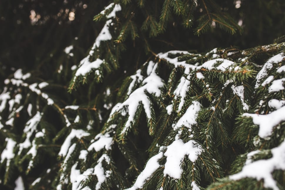Spurce, Evergreen, Tree, Snow, Winter, snow, cold temperature preview