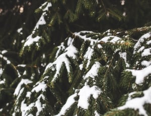 Spurce, Evergreen, Tree, Snow, Winter, snow, cold temperature thumbnail