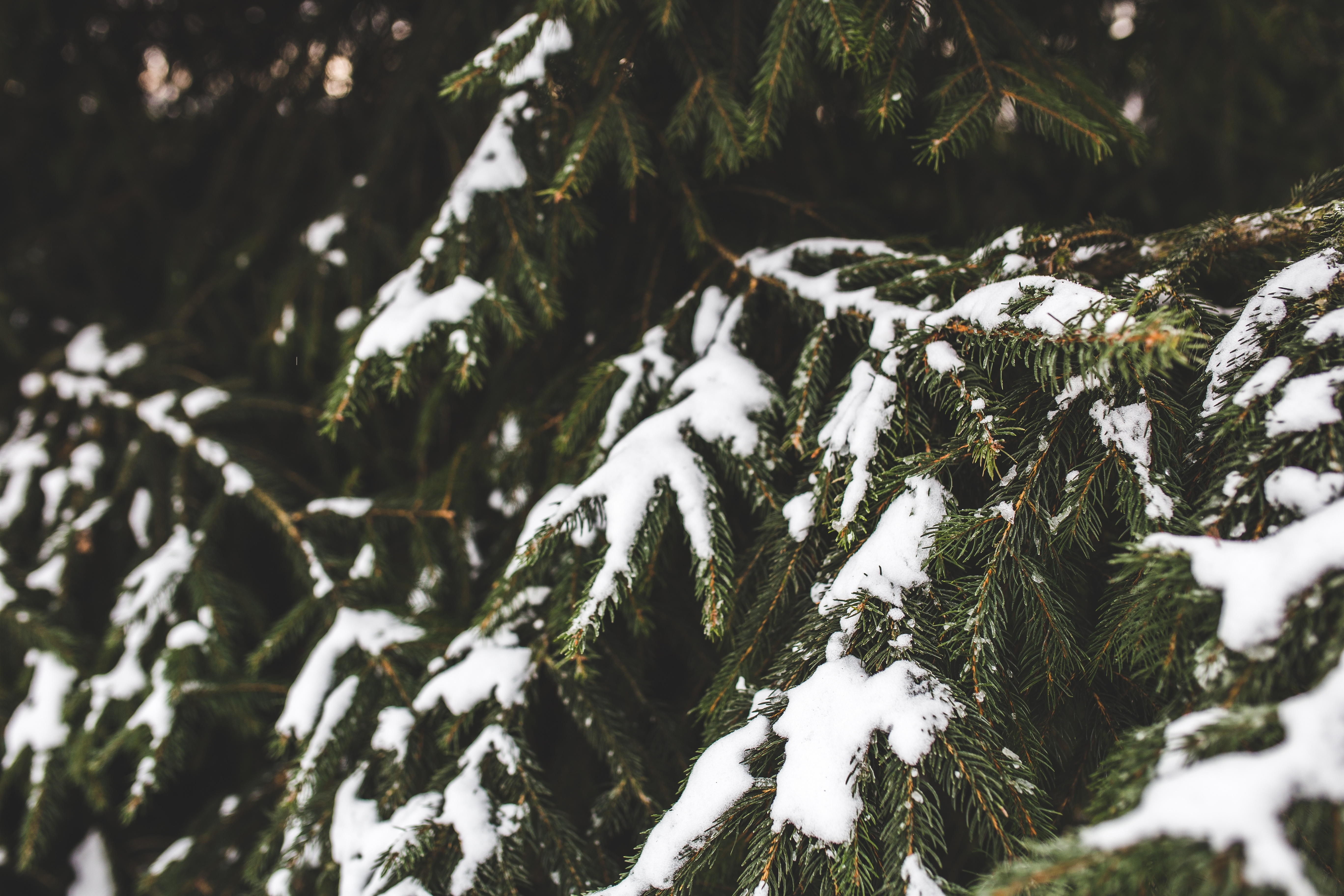 Spurce, Evergreen, Tree, Snow, Winter, snow, cold temperature