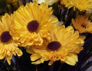 Yellow, Flowers, Spring, Yellow Flowers, flower, petal thumbnail