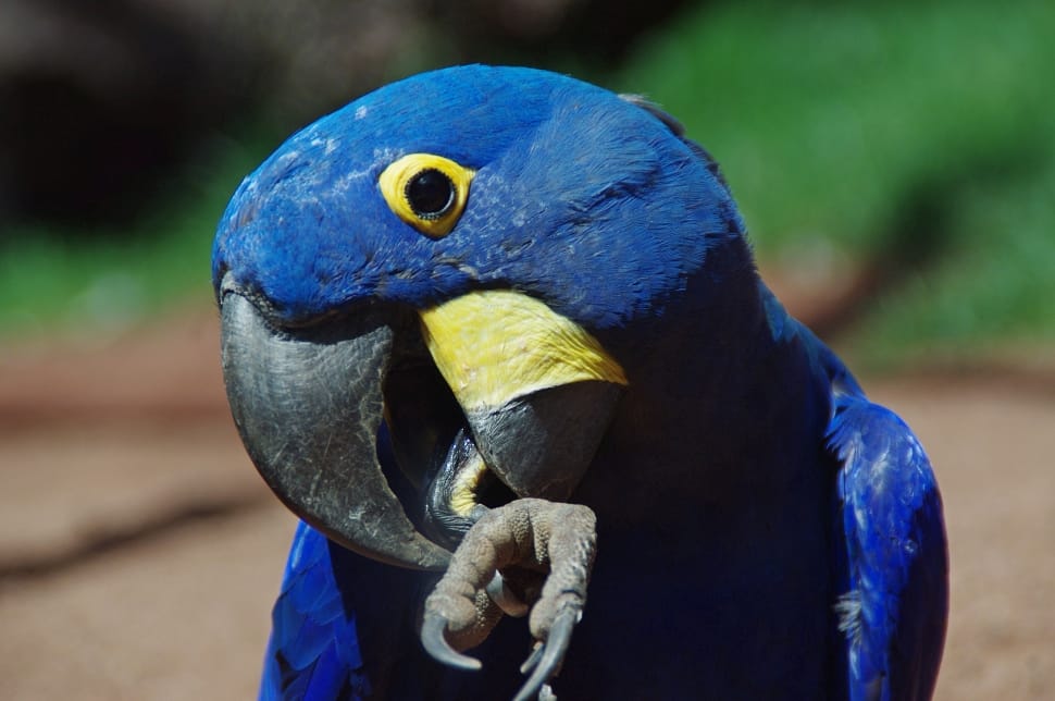 blue parrot preview