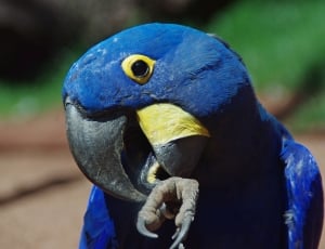 blue parrot thumbnail