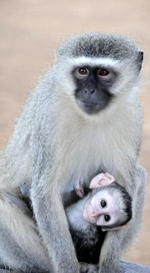 gray and white monkey and baby monkey thumbnail