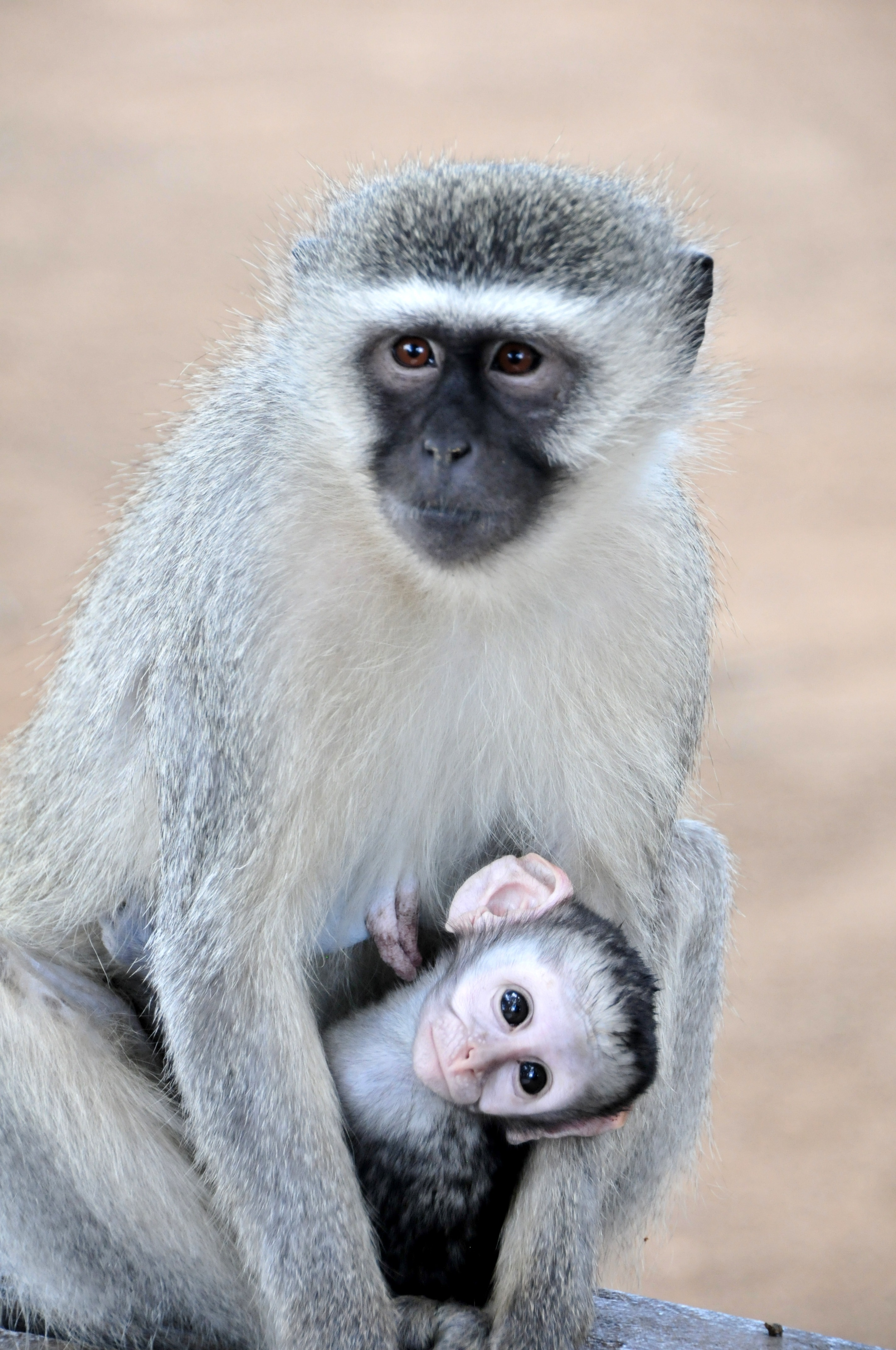 gray and white monkey and baby monkey